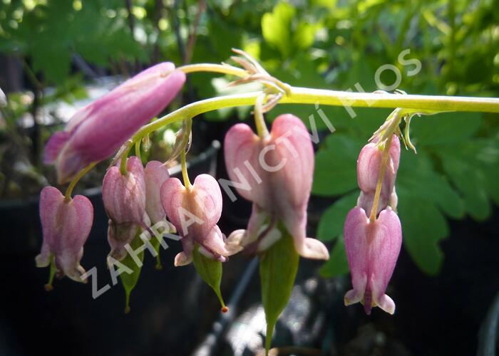 Srdcovka drobnokvětá 'Stuart Boothman' - Dicentra eximia 'Stuart Boothman'