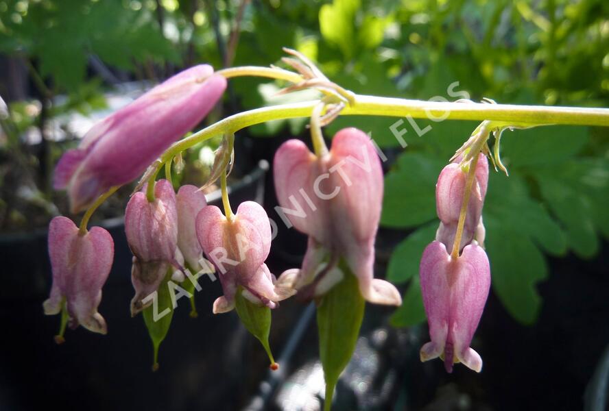 Srdcovka drobnokvětá 'Stuart Boothman' - Dicentra eximia 'Stuart Boothman'