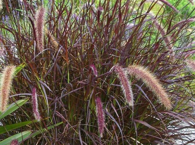 Dochan setý 'Chelsea' - Pennisetum setaceum 'Chelsea'