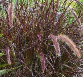 Dochan setý 'Chelsea' - Pennisetum setaceum 'Chelsea'