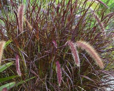 Dochan setý 'Chelsea'