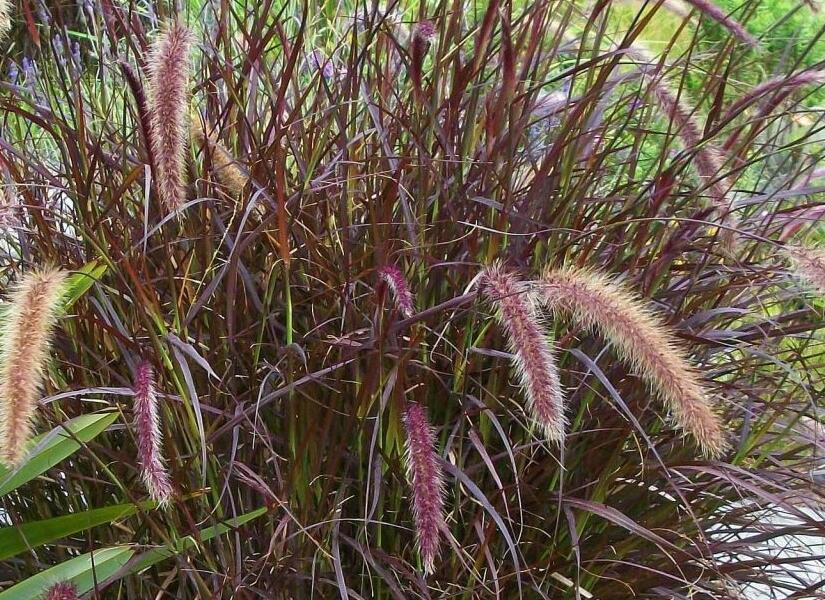 Dochan setý 'Chelsea' - Pennisetum setaceum 'Chelsea'