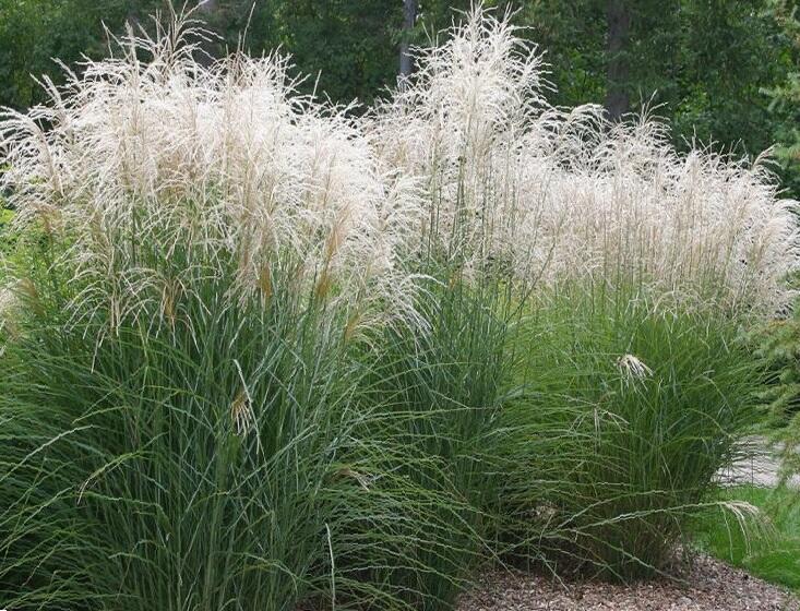 Ozdobnice čínská 'Herman Mussel' - Miscanthus sinensis 'Herman Mussel'