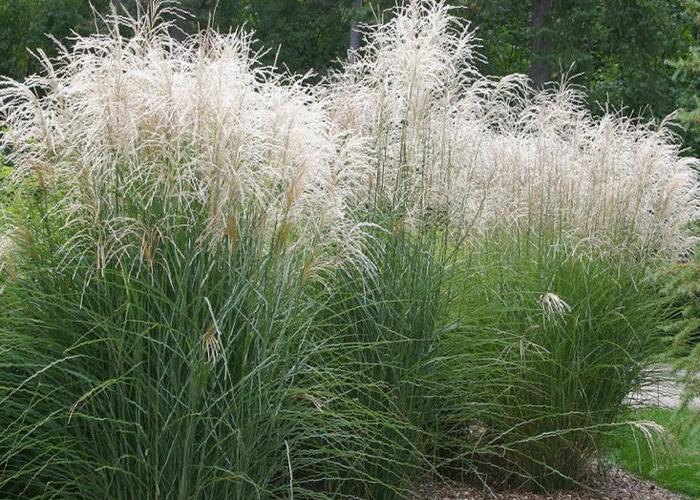 Ozdobnice čínská 'Herman Mussel' - Miscanthus sinensis 'Herman Mussel'