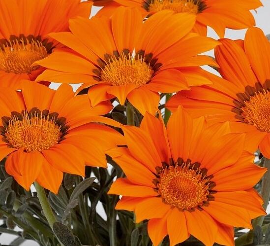 Gazánie zářivá 'Siesta Frosty Orange' - Gazania rigens 'Siesta Frosty Orange'