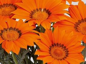 Gazánie zářivá 'Siesta Frosty Orange' - Gazania rigens 'Siesta Frosty Orange'