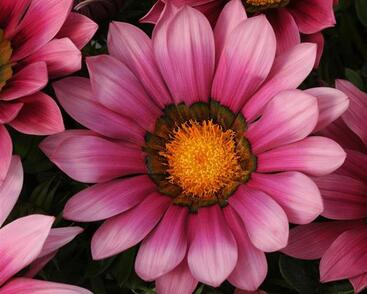 Gazánie zářivá 'Siesta Rose'