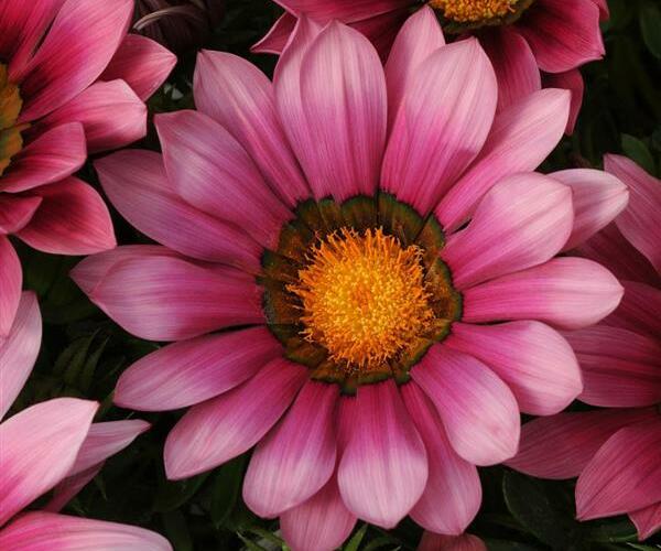 Gazánie zářivá 'Siesta Rose' - Gazania rigens 'Siesta Rose'