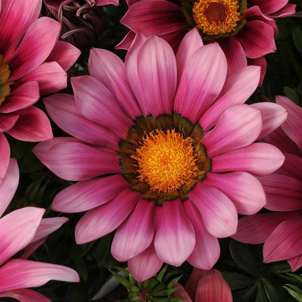 Gazánie zářivá 'Siesta Rose' - Gazania rigens 'Siesta Rose'