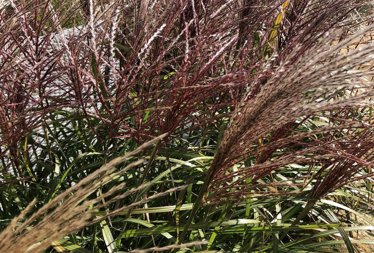 Ozdobnice čínská 'Dronning Ingrid' - Miscanthus sinensis 'Dronning Ingrid'