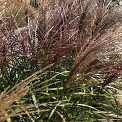 Ozdobnice čínská 'Dronning Ingrid' - Miscanthus sinensis 'Dronning Ingrid'