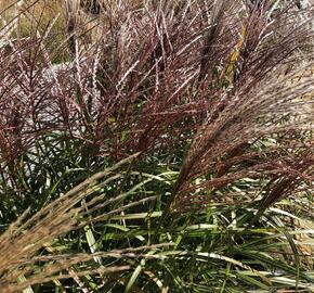 Ozdobnice čínská 'Dronning Ingrid' - Miscanthus sinensis 'Dronning Ingrid'