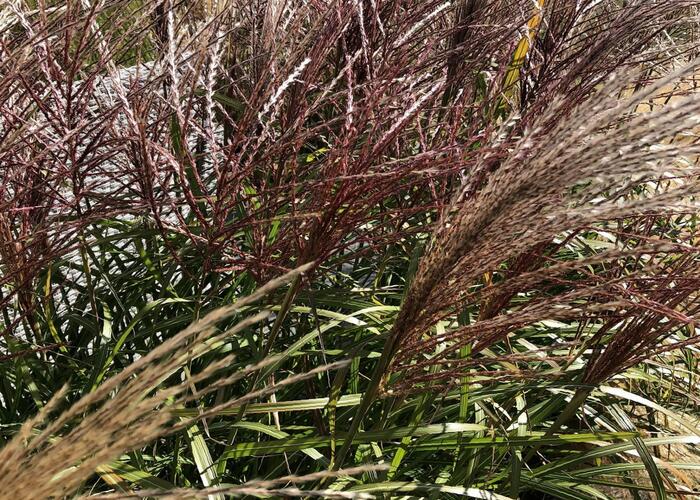 Ozdobnice čínská 'Dronning Ingrid' - Miscanthus sinensis 'Dronning Ingrid'