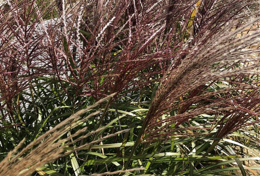 Ozdobnice čínská 'Dronning Ingrid' - Miscanthus sinensis 'Dronning Ingrid'