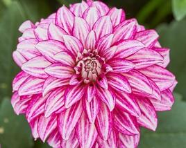 Jiřina 'Lubega Power Cherry Stripes'