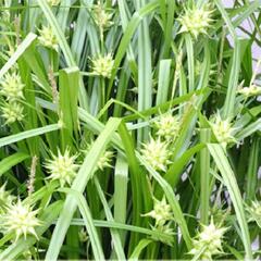 Ostřice Grayova 'Saladin' - Carex grayi 'Saladin'