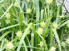Ostřice Grayova 'Saladin' - Carex grayi 'Saladin'