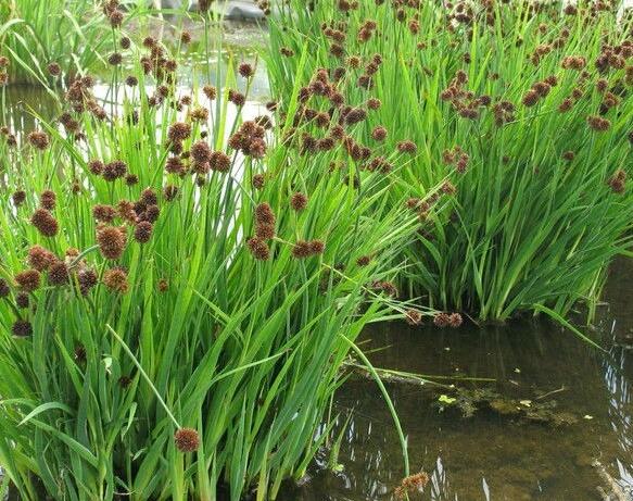 Sítina mečolistá - Juncus ensifolius