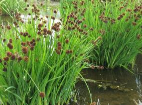 Sítina mečolistá - Juncus ensifolius