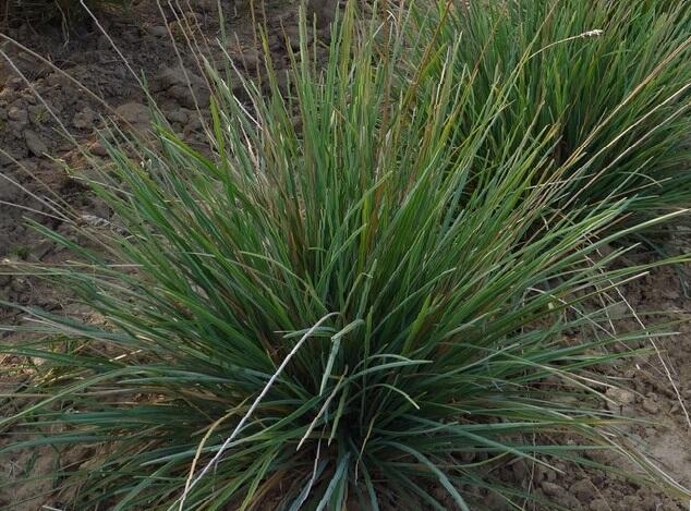 Pěchava lesklá - Sesleria nitida