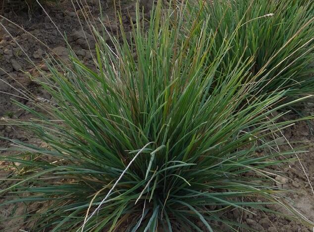 Pěchava lesklá - Sesleria nitida
