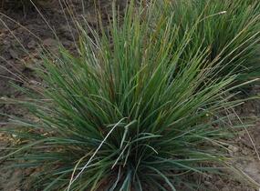 Pěchava lesklá - Sesleria nitida
