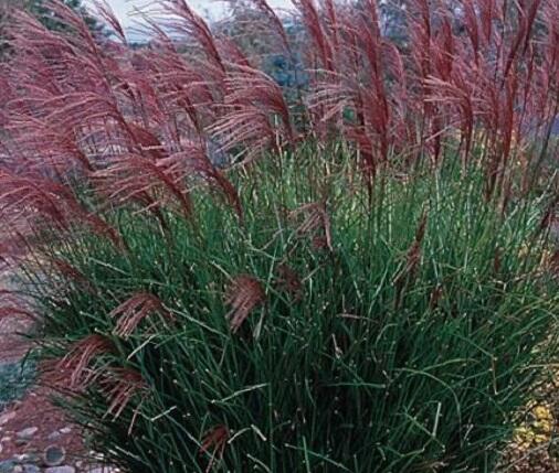 Ozdobnice čínská 'Rotfeder' - Miscanthus sinensis 'Rotfeder'