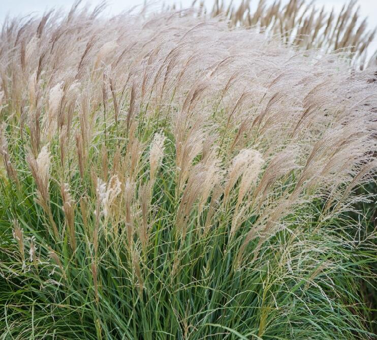 Ozdobnice čínská 'Vanilla Sky' - Miscanthus sinensis 'Vanilla Sky'