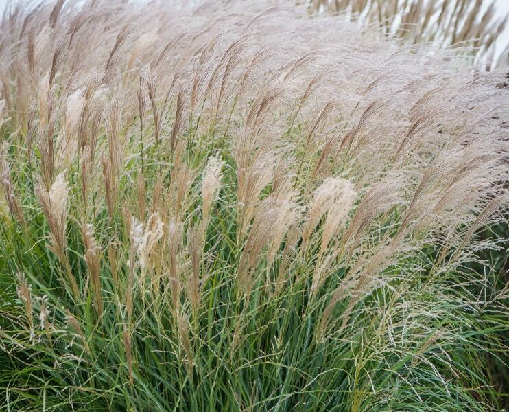 Ozdobnice čínská 'Vanilla Sky' - Miscanthus sinensis 'Vanilla Sky'