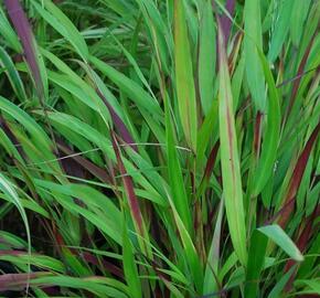 Rákosník japonský 'Beni-kaze' - Hakonechloa macra 'Beni-kaze'