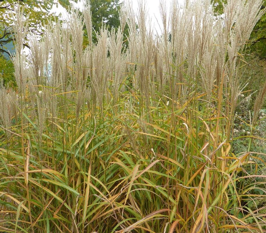 Ozdobnice čínská 'Samurai' - Miscanthus sinensis 'Samurai'
