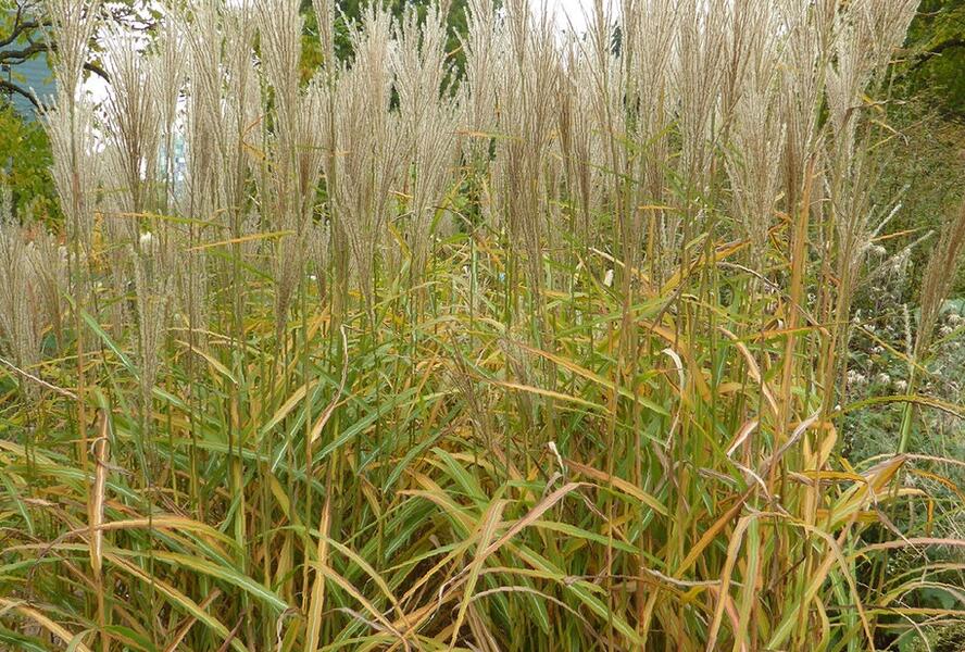Ozdobnice čínská 'Samurai' - Miscanthus sinensis 'Samurai'