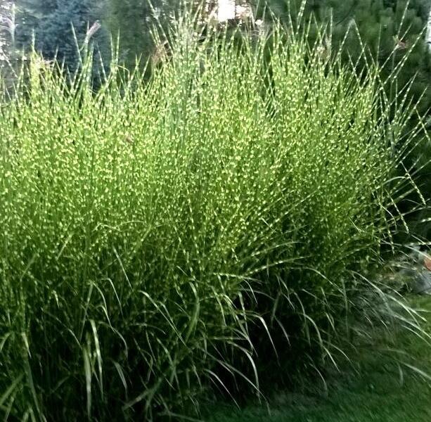 Ozdobnice čínská 'Giraffe' - Miscanthus sinensis 'Giraffe'