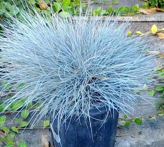 Kostřava Walliská 'Buddy Blue' - Festuca valesiaca 'Buddy Blue'