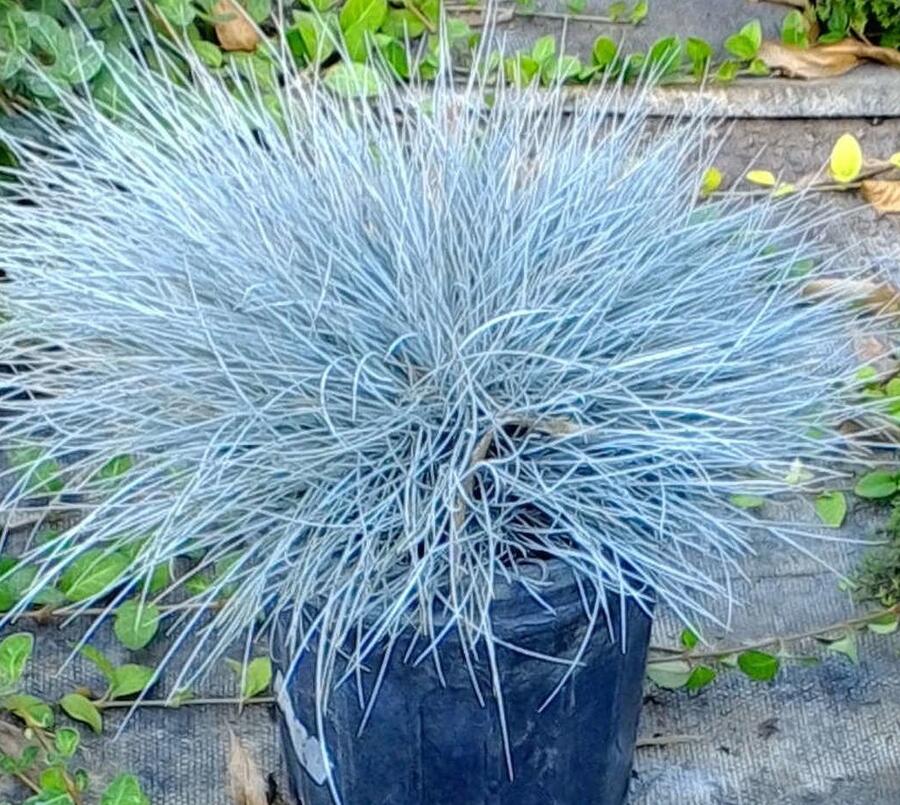 Kostřava Walliská 'Buddy Blue' - Festuca valesiaca 'Buddy Blue'