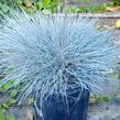 Kostřava Walliská 'Buddy Blue' - Festuca valesiaca 'Buddy Blue'