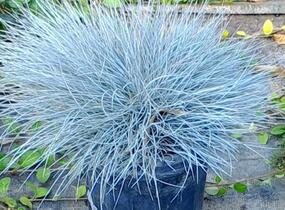 Kostřava Walliská 'Buddy Blue' - Festuca valesiaca 'Buddy Blue'