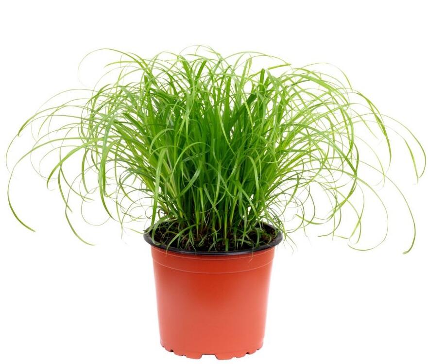 Cyperus Zumula Pestovani (Cyperus zumula, organickou hmotu, buclaté ozdobnice) Cyperus Zumula Pestovani