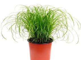 Šáchor střídavolistý 'Zumula' - Cyperus alternifolius 'Zumula'