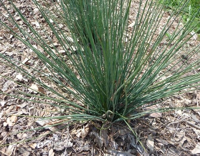 Sítina rozkladitá 'Blue Dart' - Juncus effusus 'Blue Dart'