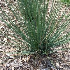 Sítina rozkladitá 'Blue Dart' - Juncus effusus 'Blue Dart'