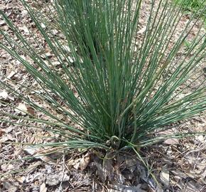 Sítina rozkladitá 'Blue Dart' - Juncus effusus 'Blue Dart'
