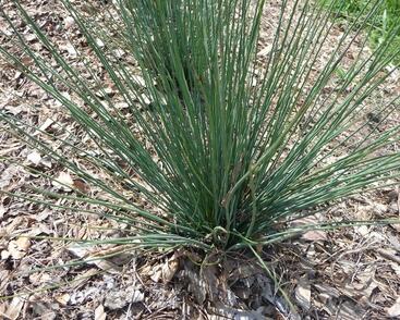 Sítina rozkladitá 'Blue Dart'