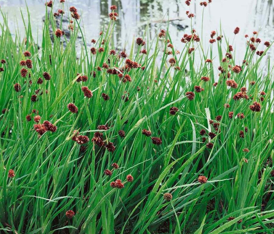 Sítina mečolistá 'Starhead' - Juncus ensifolius 'Starhead'