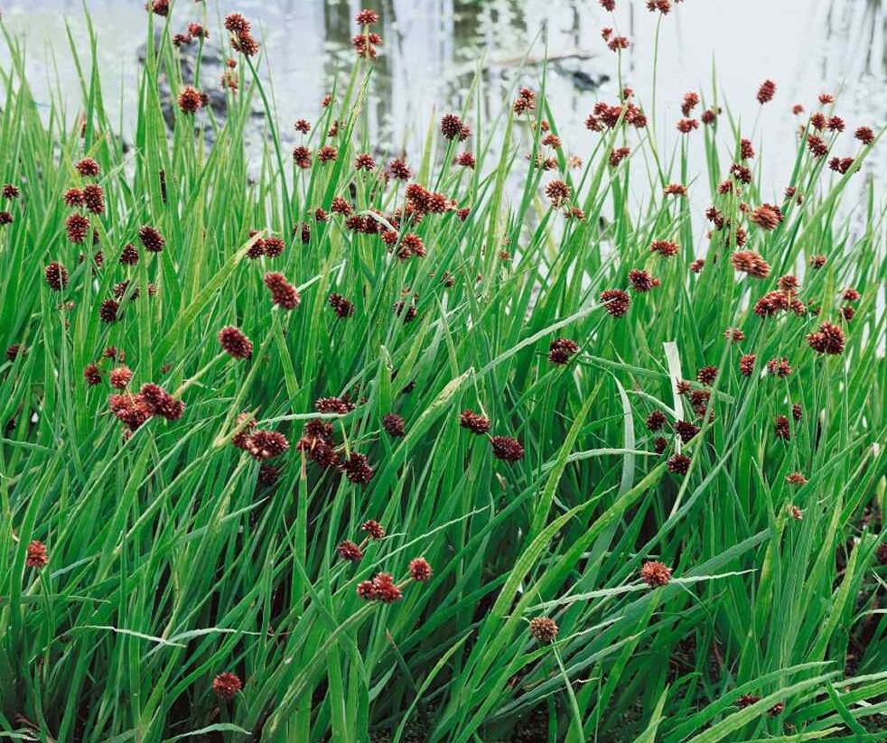 Sítina mečolistá 'Starhead' - Juncus ensifolius 'Starhead'