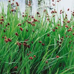 Sítina mečolistá 'Starhead' - Juncus ensifolius 'Starhead'