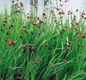 Sítina mečolistá 'Starhead' - Juncus ensifolius 'Starhead'