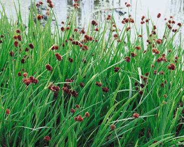 Sítina mečolistá 'Starhead'