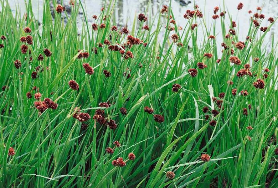 Sítina mečolistá 'Starhead' - Juncus ensifolius 'Starhead'