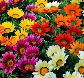 Gazánie zářivá 'Impressa Mix' - Gazania rigens 'Impressa Mix'